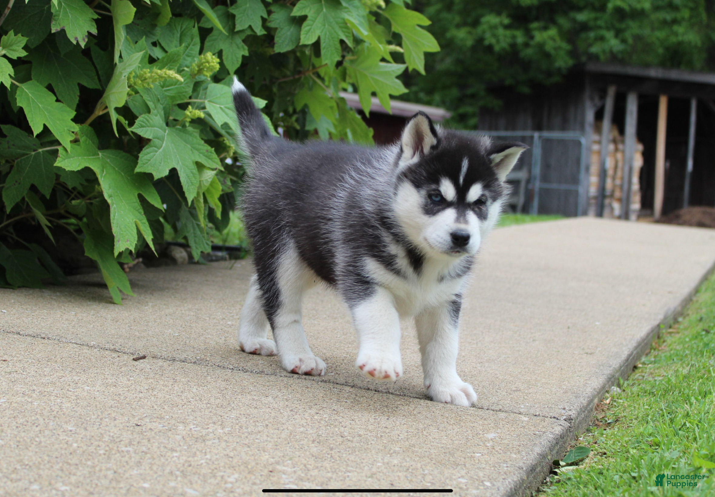 Siberian Husky dogs Blaze - Ad 2