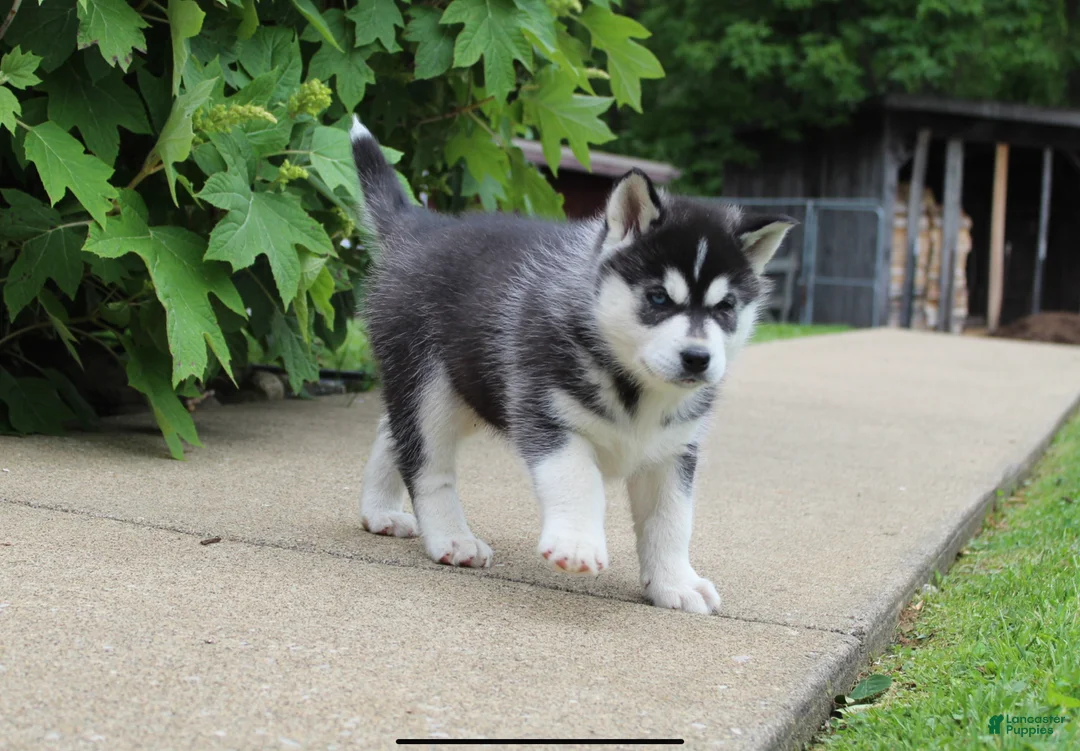 Siberian Husky dogs for sale: Blaze - Ad 2
