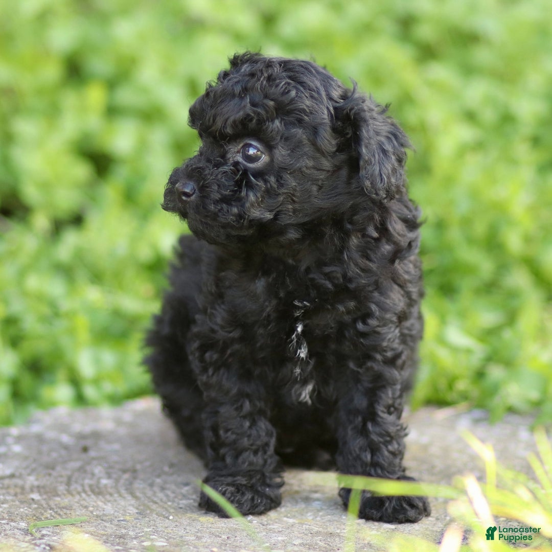 Toy Poodle dogs for sale: Milo - Ad 8