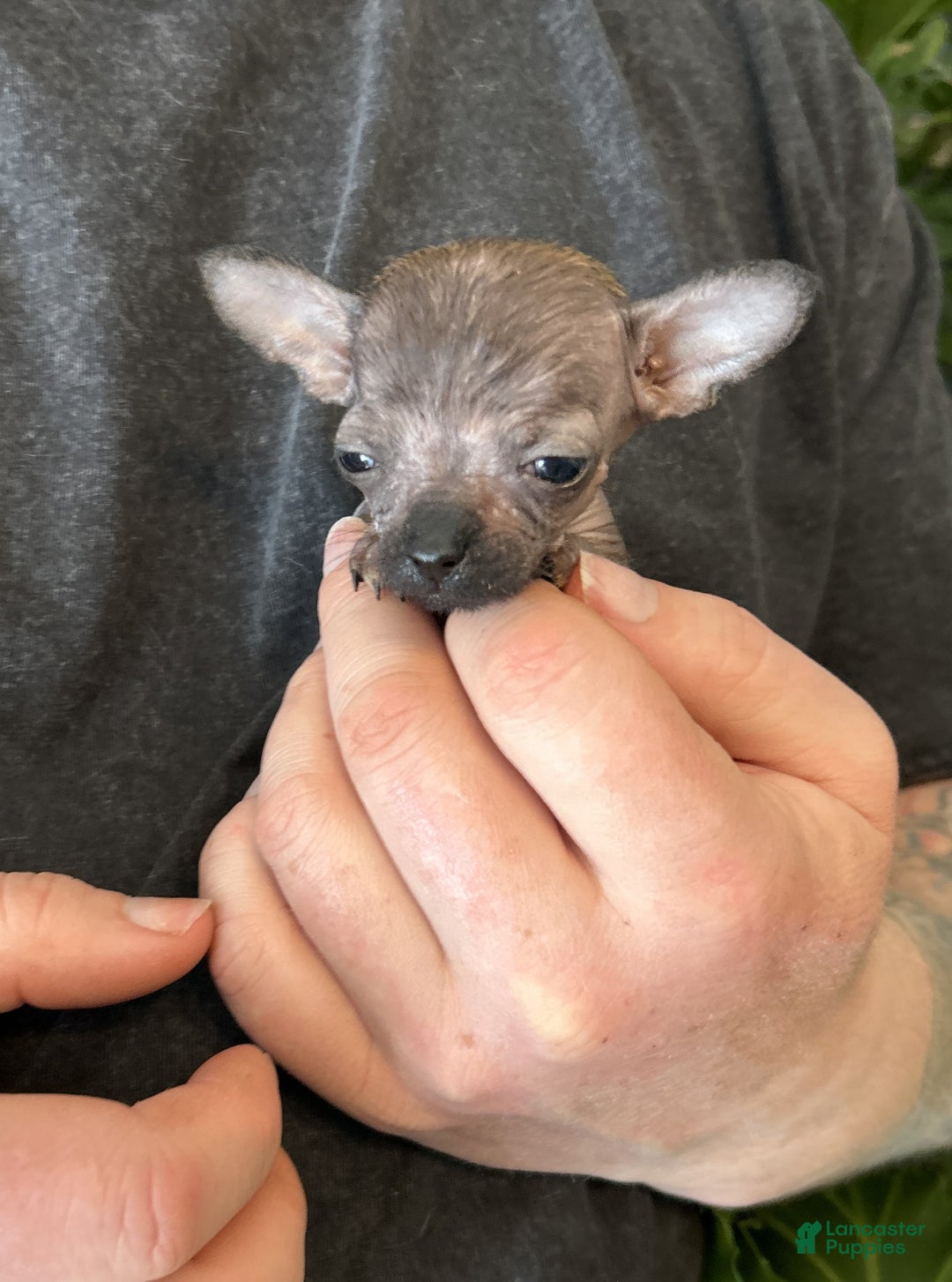 Mixed Breed dogs for sale: Golden Nugget - Ad 6