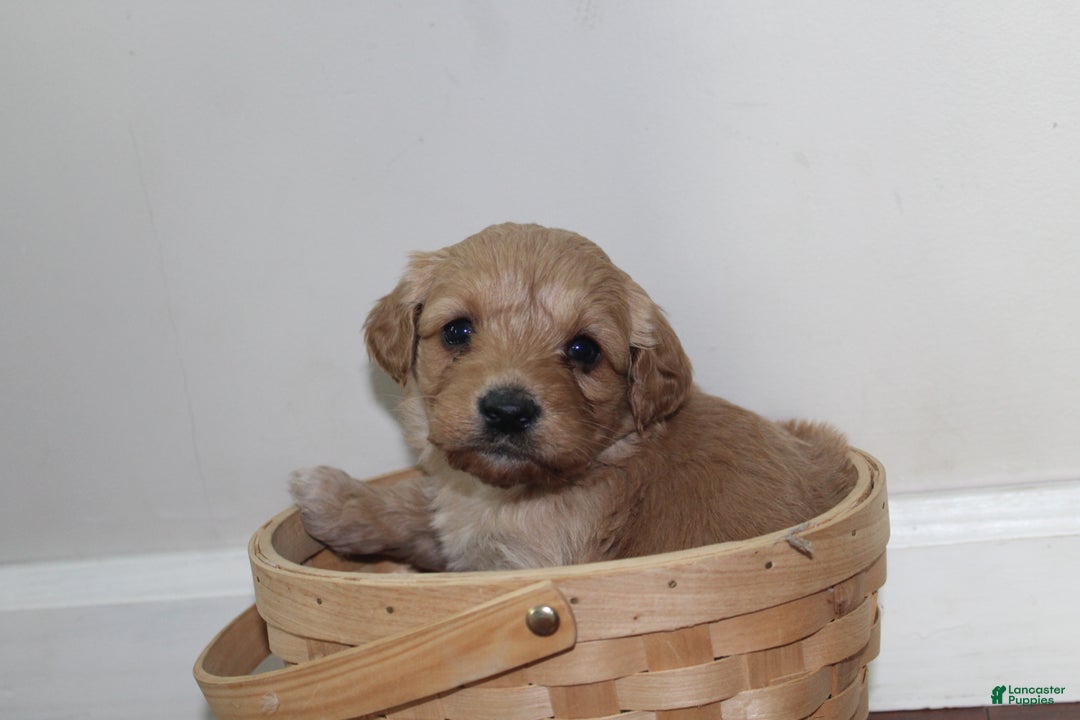 Cockapoo dogs for sale: Kip - Ad 3