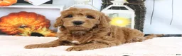 Mini Goldendoodle dogs for sale: Leo - Ad 2