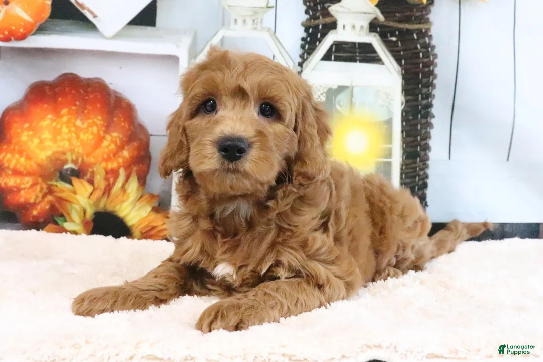 Mini Goldendoodle dogs for sale: Leo - Ad 2