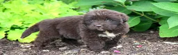 Newfoundland dogs for sale: Talia - Ad 6