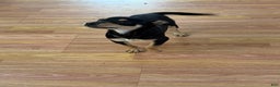 Rat Terrier dogs for sale: Lexi - Ad 3