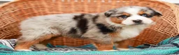 Australian Shepherd dogs for sale: Scamper - Ad 10
