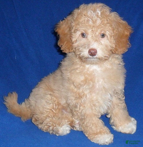 Shihpoo dogs for sale: Baxter - Ad 2