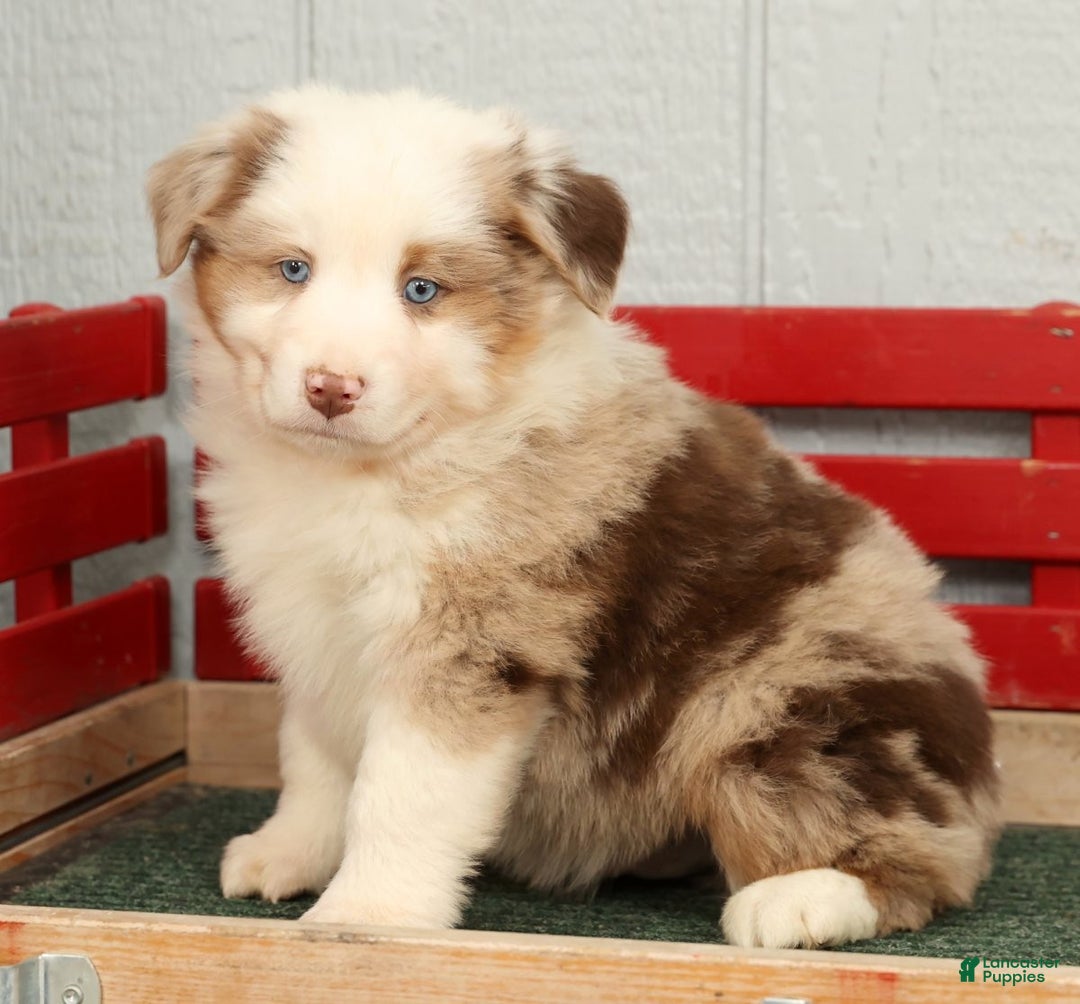 Australian Shepherd dogs for sale: Earl - Ad 4