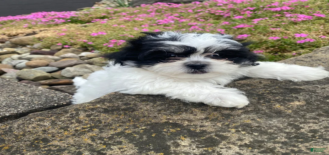 Gallery Image {{count}}