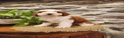 Mini Bernedoodle dogs for sale: EMMA - FEMALE Mini Bernedoodle 2 - Ad 16