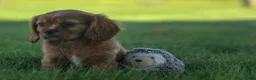 Cavalier King Charles Spaniel dogs for sale: Ford 💙 - Ad 9
