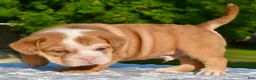 Mixed Breed dogs for sale: Tank hybrid bulldog puppy - Ad 25
