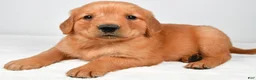 Golden Retriever dogs for sale: Rocky - Ad 7