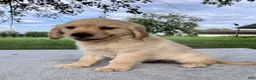 Golden Retriever dogs for sale: Graham - Ad 3