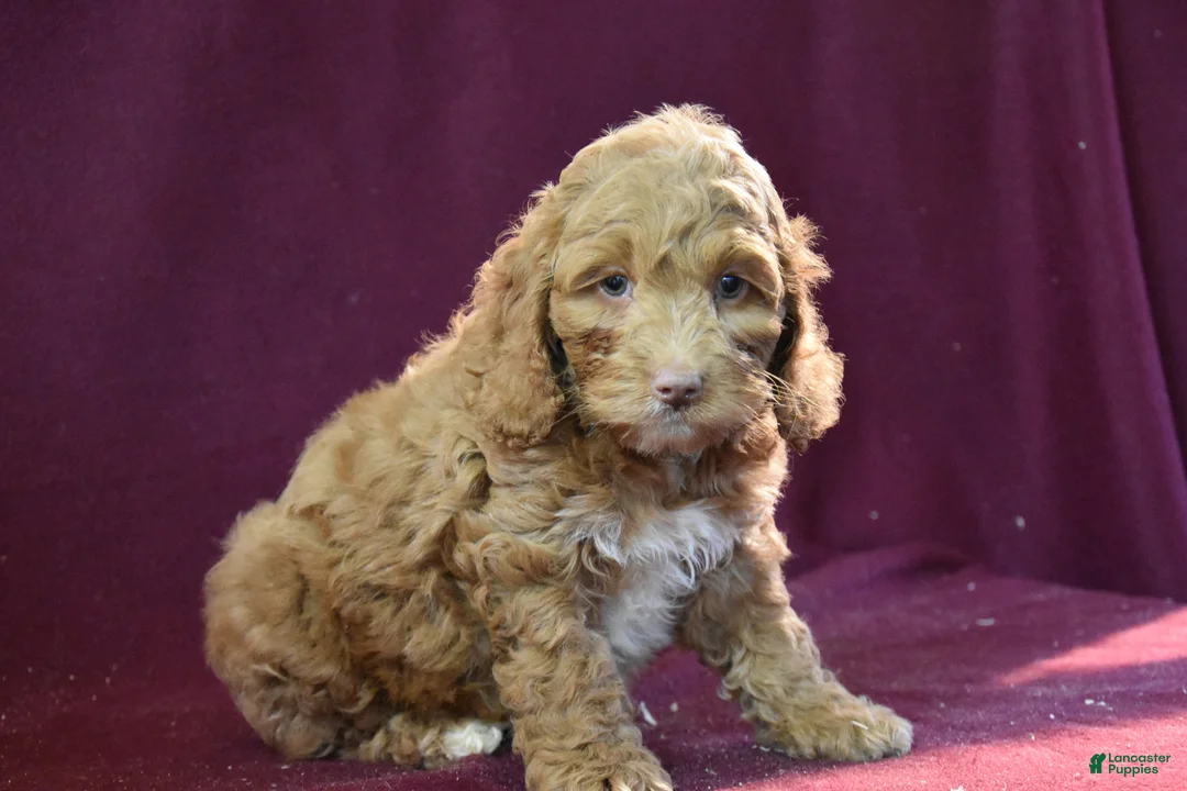 Cockapoo dogs for sale: Jeff - Ad 2