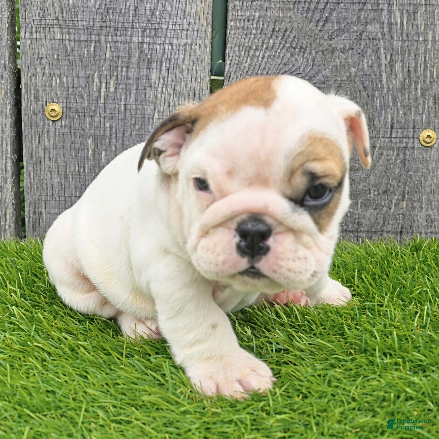 English Bulldog dogs Denver - Ad 2