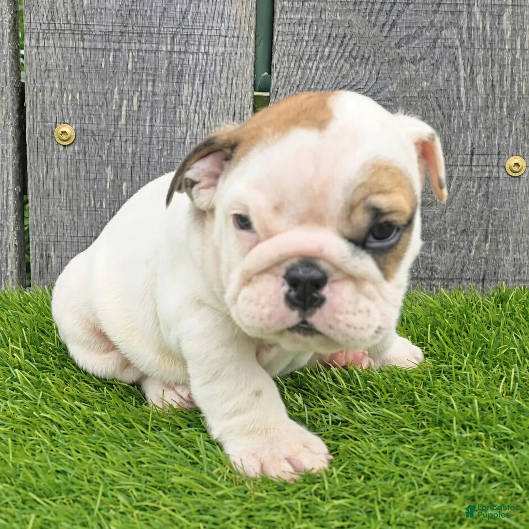 English Bulldog dogs for sale: Denver - Ad 2