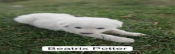 Great Pyrenees dogs for sale: Beatrix Potter - Ad 1
