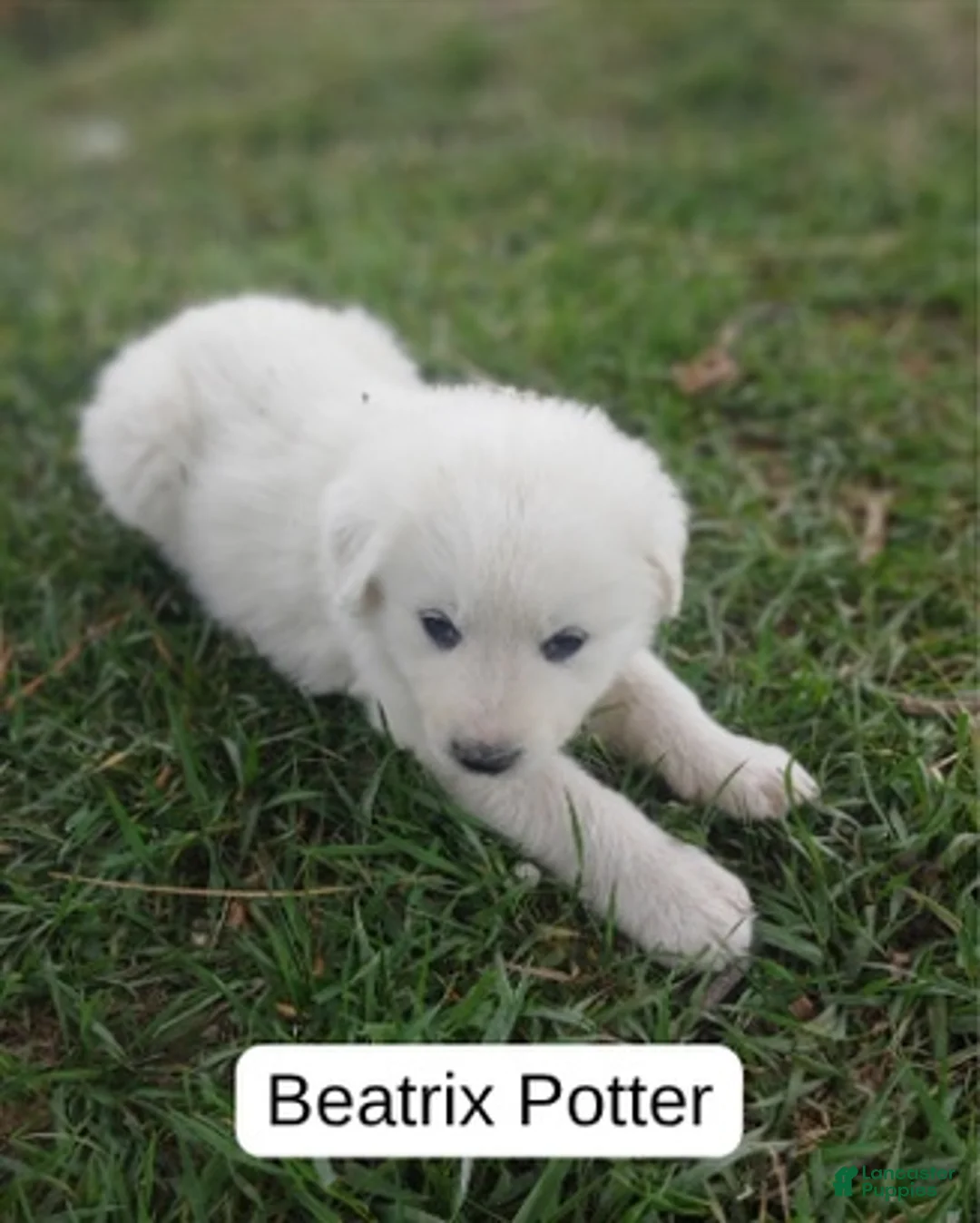 Great Pyrenees dogs for sale: Beatrix Potter - Ad 1