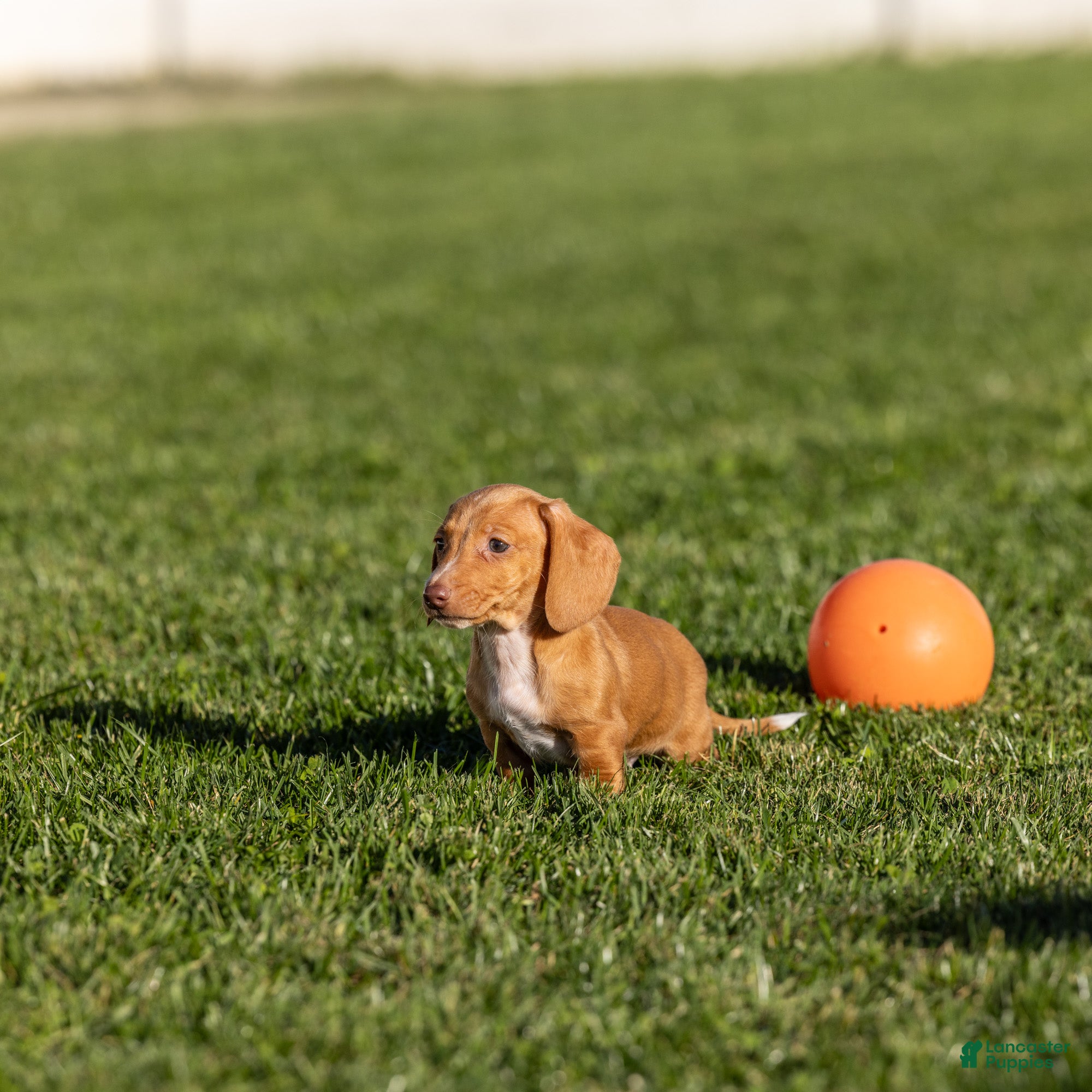 Miniature Dachshund dogs for sale: Clifford - Ad 2