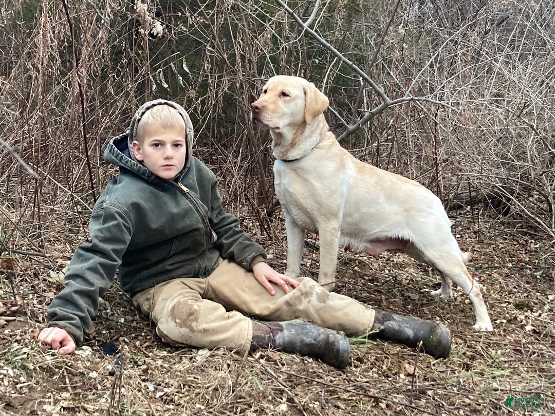 Labrador Retriever dogs for sale: Labrador Retriever litter of 2 puppies - Ad 3