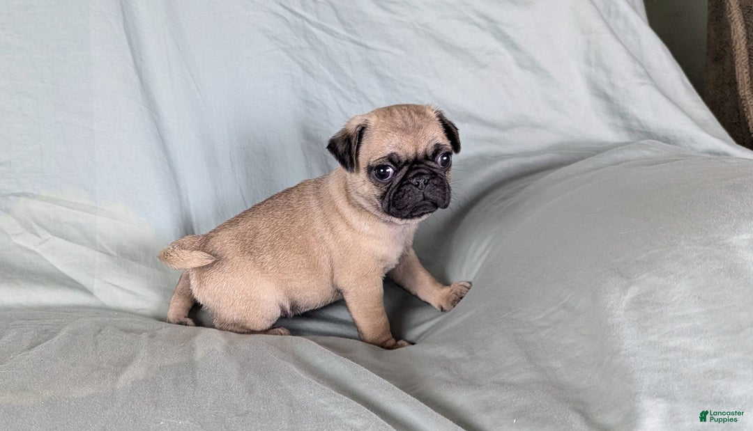 Pug dogs for sale: Benji - Ad 1