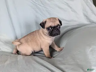 Pug dogs Benji - Ad 6