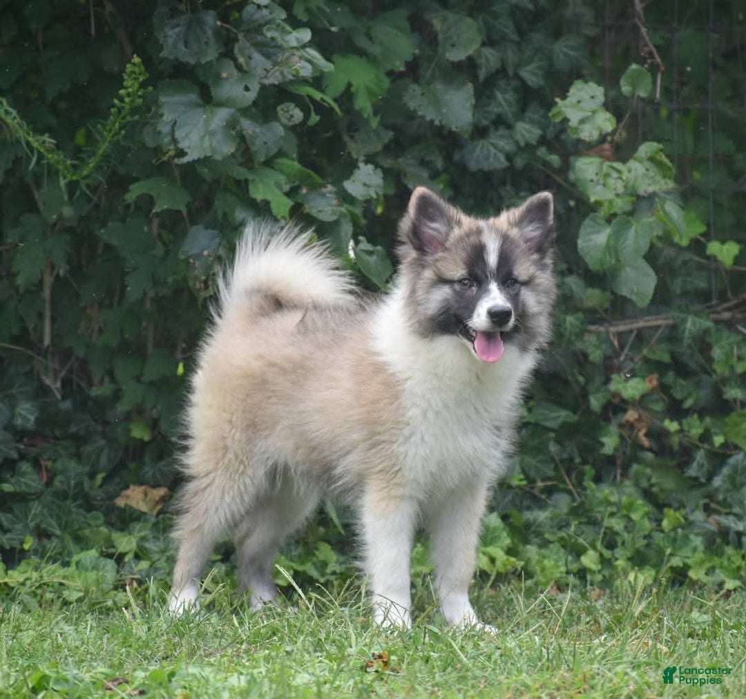 Nenets Herding Laika dogs for sale: Rowan - Ad 2