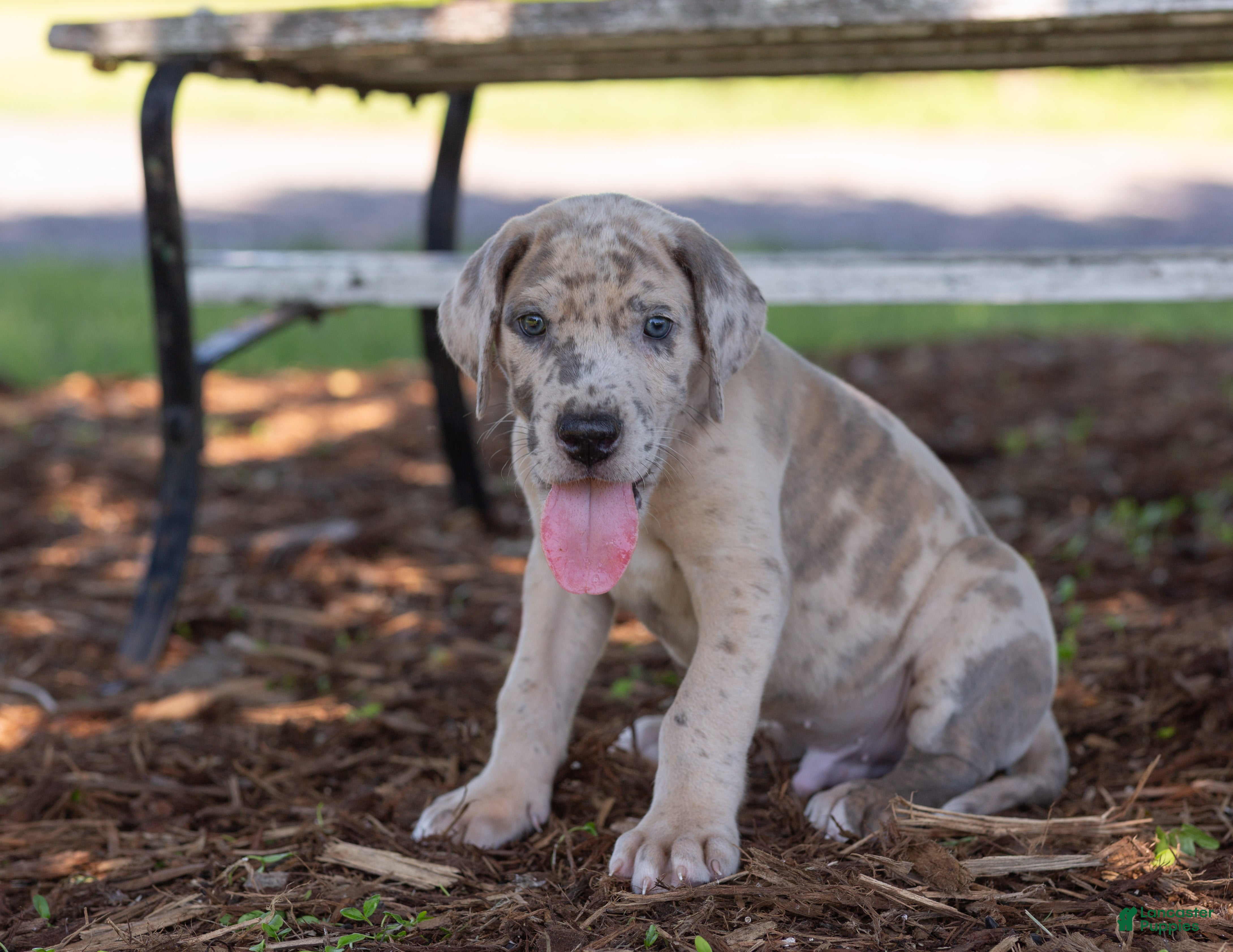 Great Dane dogs Archer - Ad 2