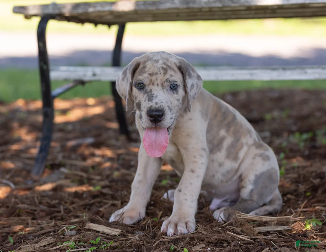 Great Dane dogs for sale: Archer - Ad 2