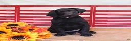 Labrador Retriever dogs for sale: Tammy - Ad 6