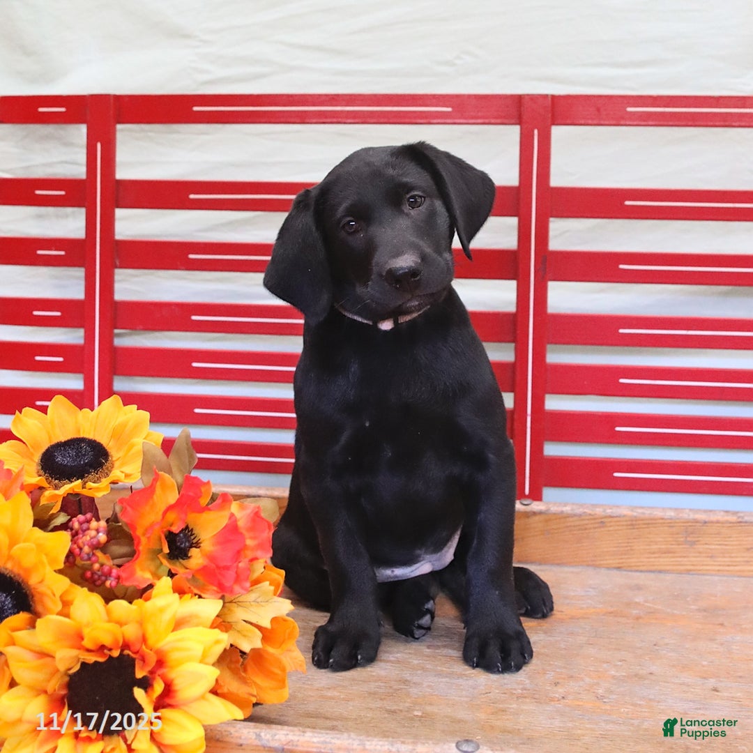 Labrador Retriever dogs for sale: Tammy - Ad 6