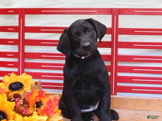 Labrador Retriever dogs Tammy - Ad 24