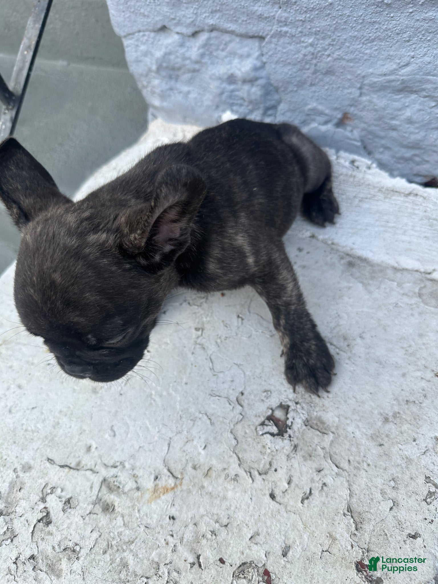French Bulldog dogs French Bulldog Puppy 1 - Ad 2