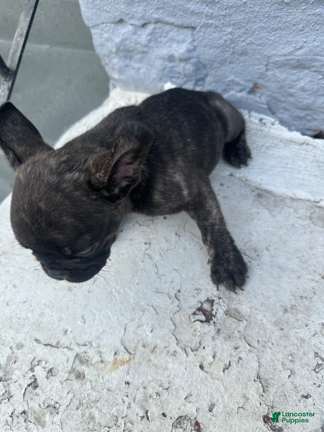 French Bulldog dogs for sale: French Bulldog Puppy 1 - Ad 2