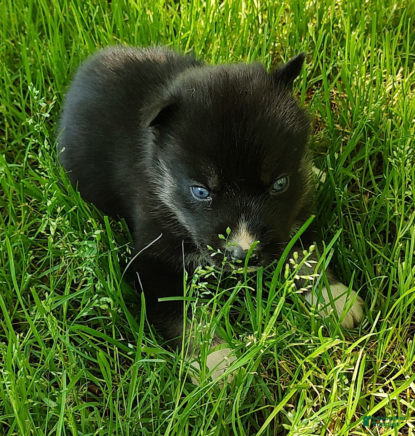 Siberian Husky dogs Sonya's male 2 - Ad 37