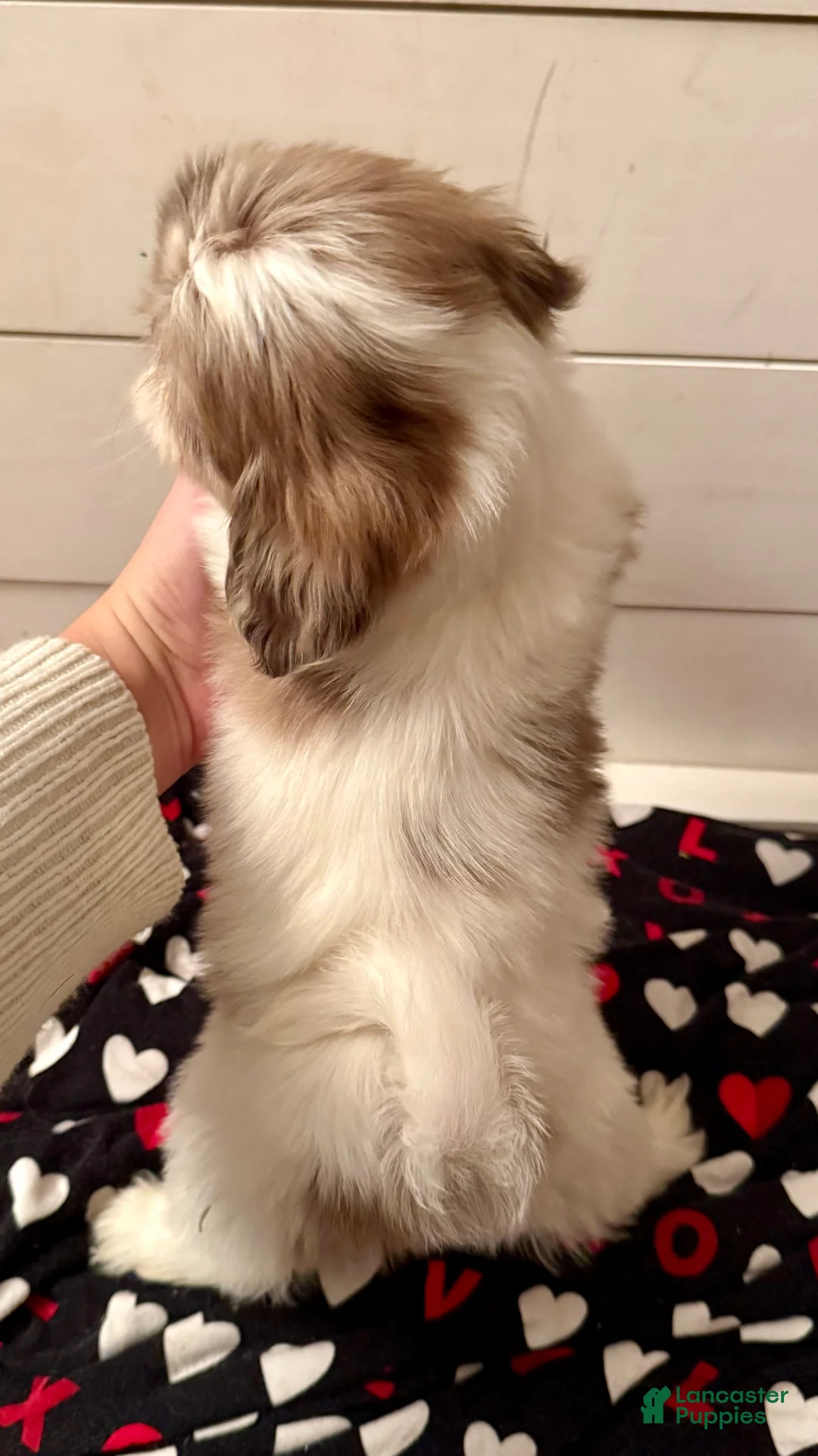 Shihpoo dogs for sale: Beau - Ad 19