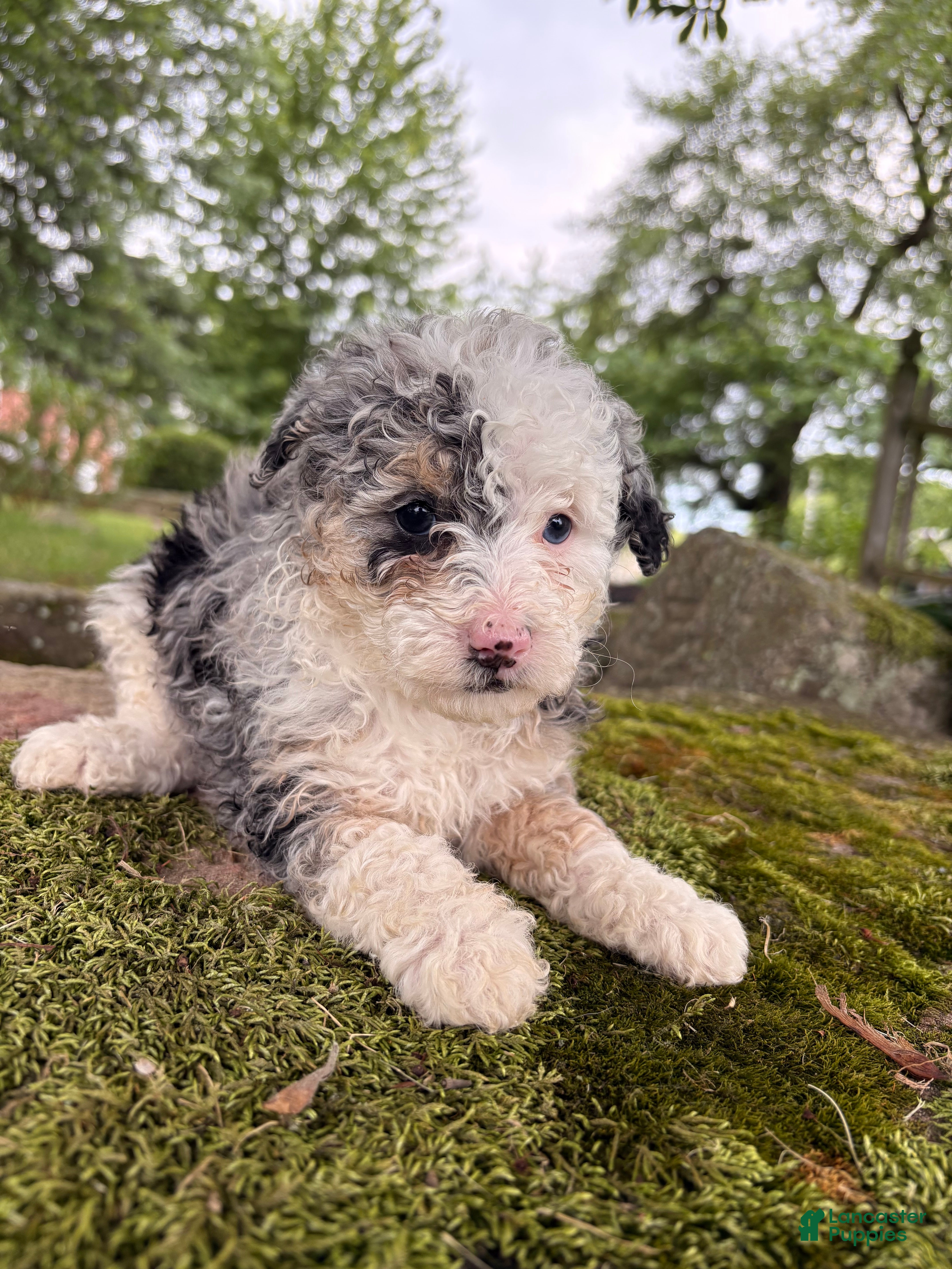 Corgipoo dogs Iris-F1B- CorgiPoo Merle - Ad 2