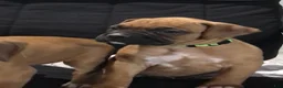 Boxer dogs for sale: Boxer Puppy 4 - Ad 1