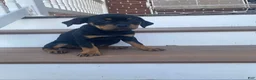 Rottweiler dogs for sale: Violet- miniature - Ad 3