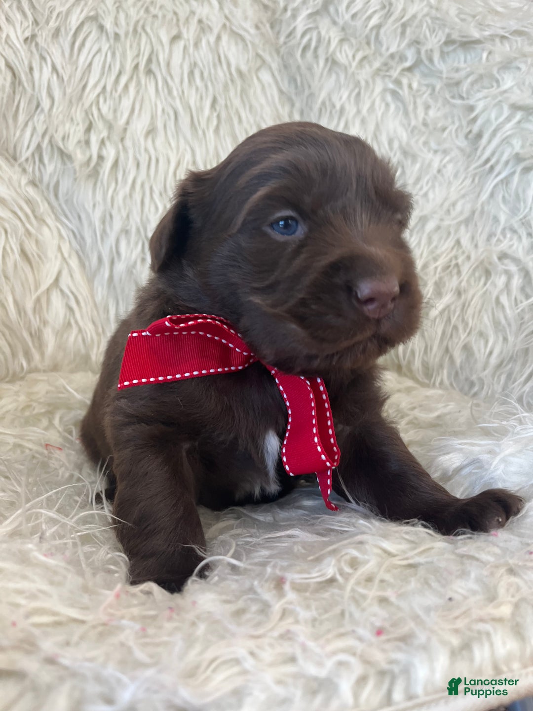 Mixed Breed dogs for sale: Ace - Ad 4