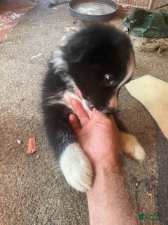 Australian Shepherd dogs Australian Shepherd 7 - Ad 1