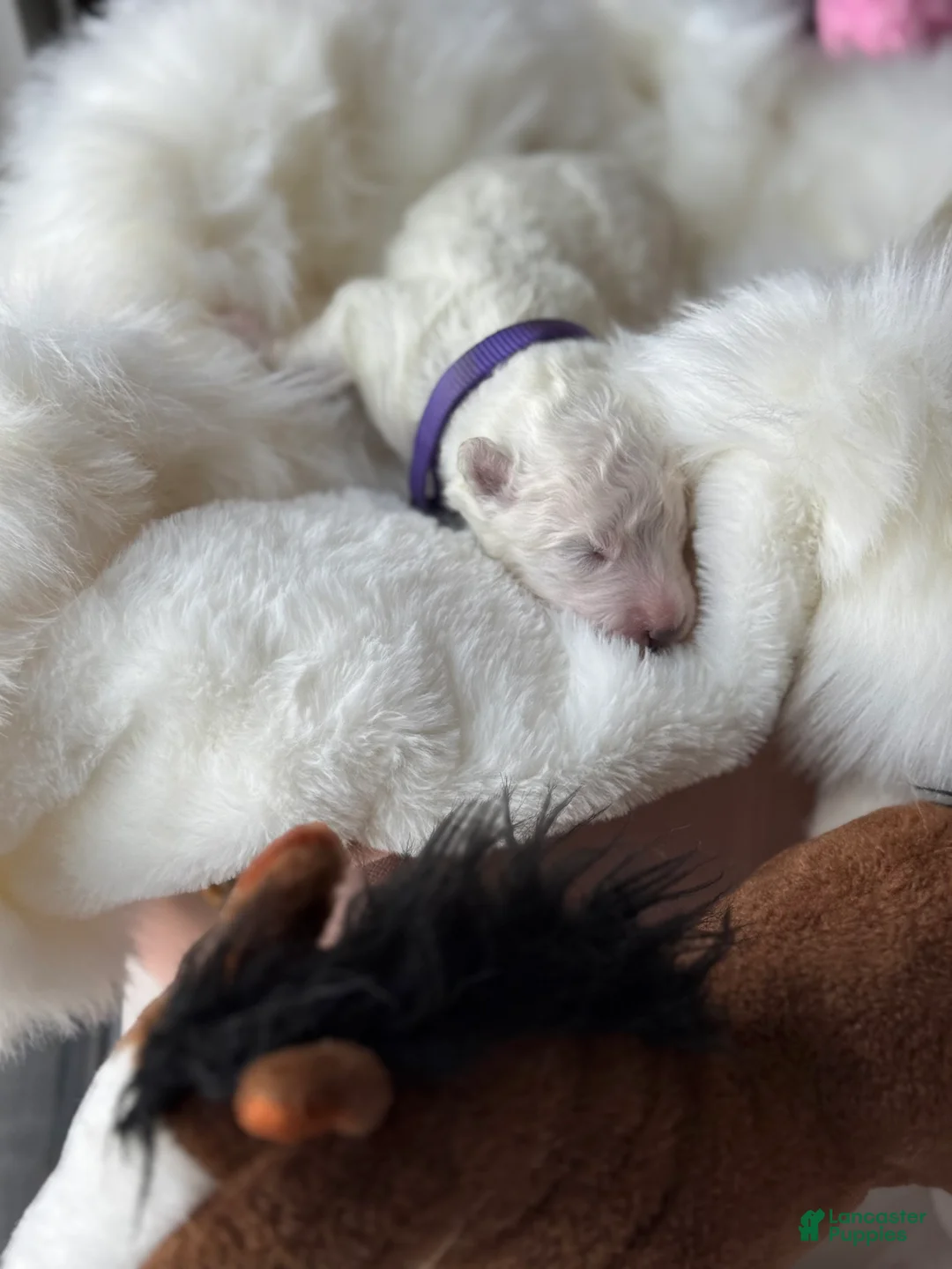 Samoyed dogs for sale: Purple - Ad 1