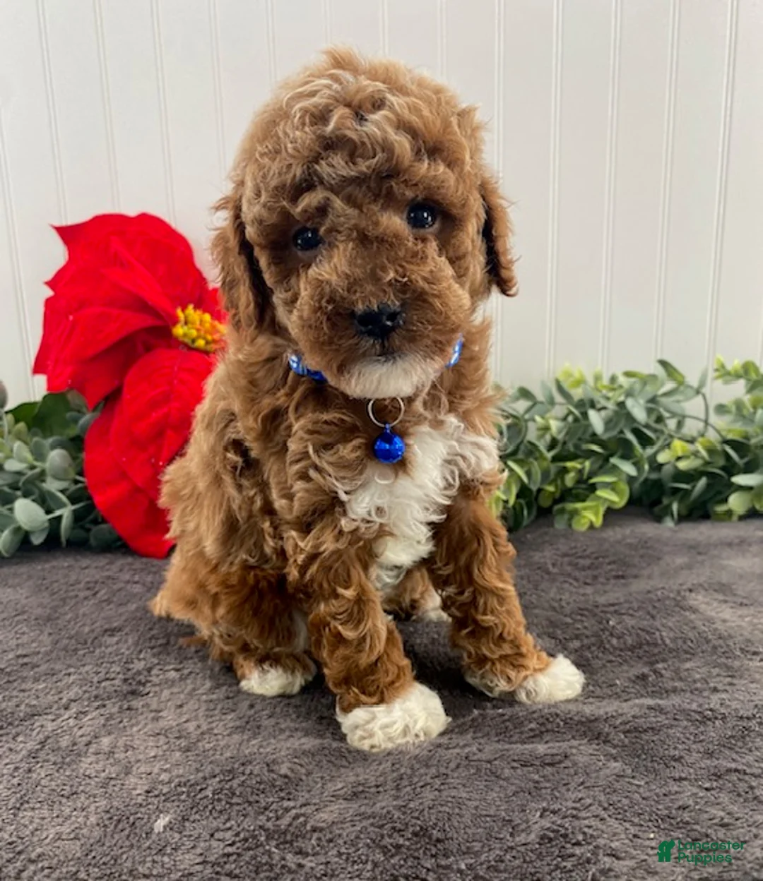 Toy Poodle dogs for sale: Hudson - Ad 1