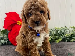 Toy Poodle dogs Hudson - Ad 42