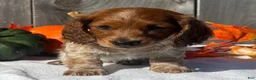 Miniature Dachshund dogs for sale: Forrest - Ad 7