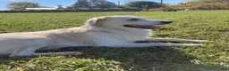 Mixed Breed dogs for sale: Jack - Ad 7