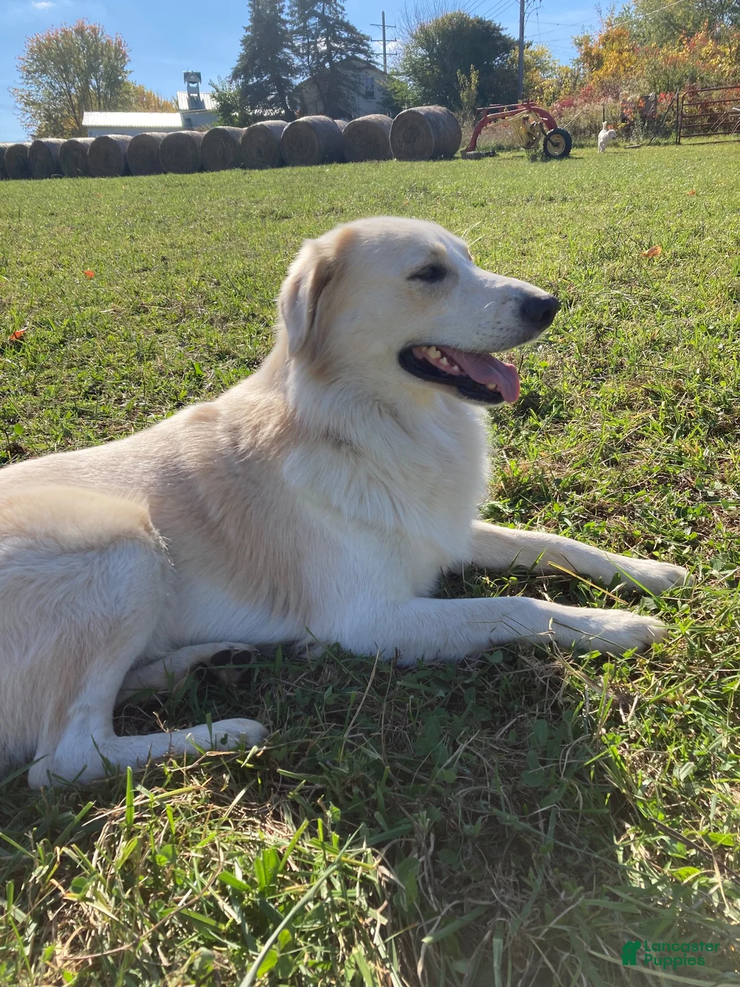 Mixed Breed dogs for sale: Jack - Ad 7