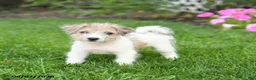 Mixed Breed dogs for sale: Fancy - Ad 4