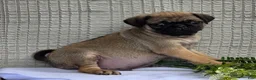 Pug dogs for sale: Baxter - Ad 8